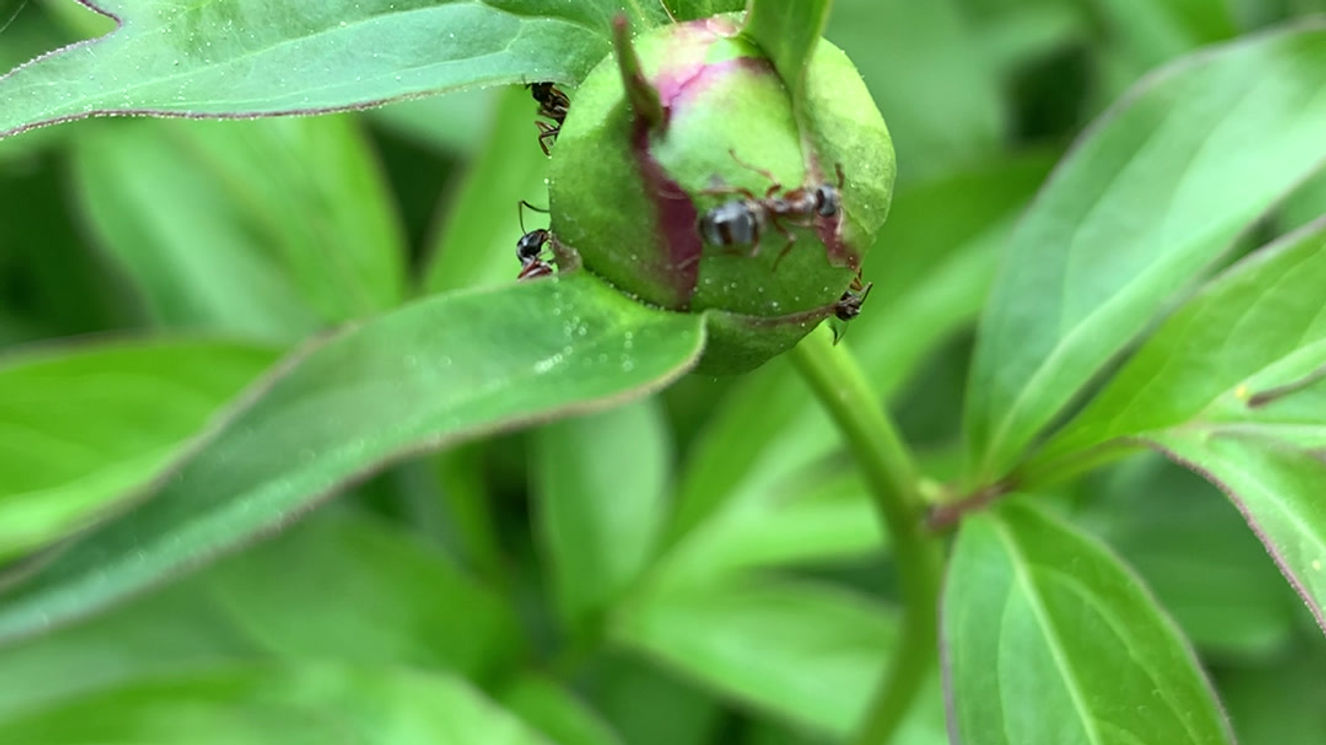 Mighty Ant